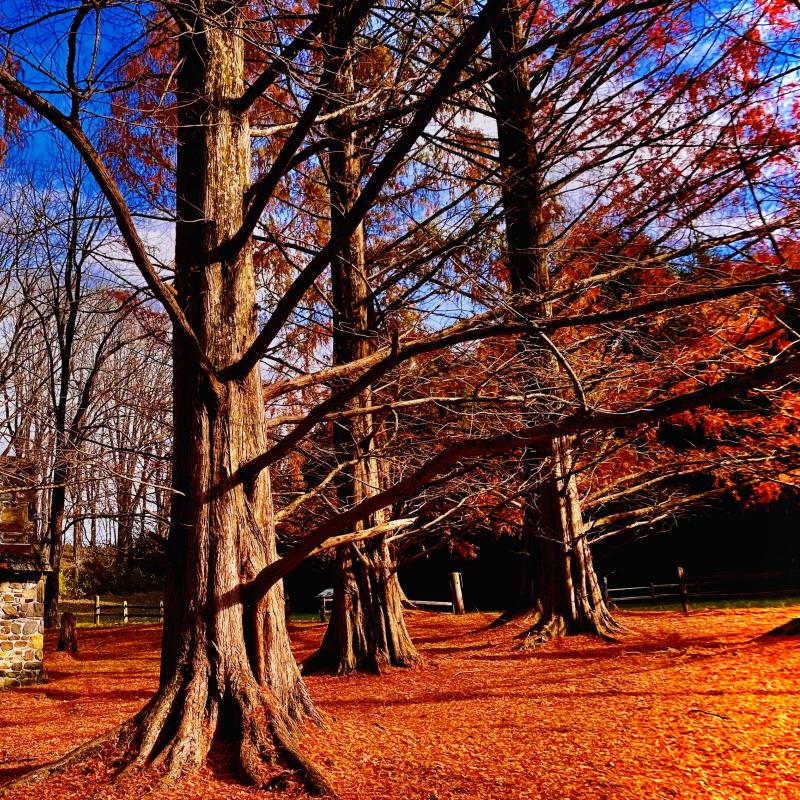 cabin_in_the_cedars_photo